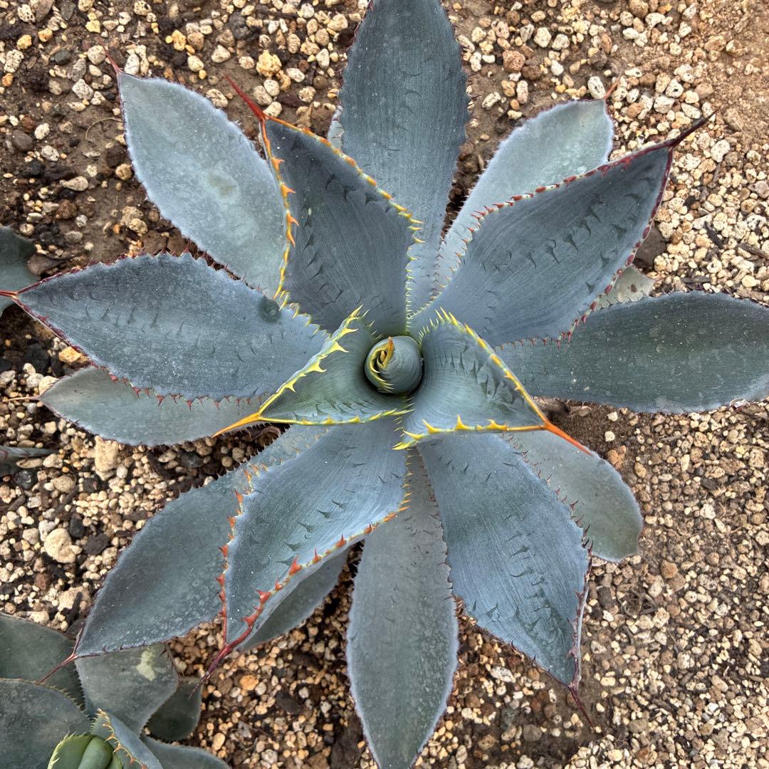 アガベ　グアダラハラナ　中株　美株