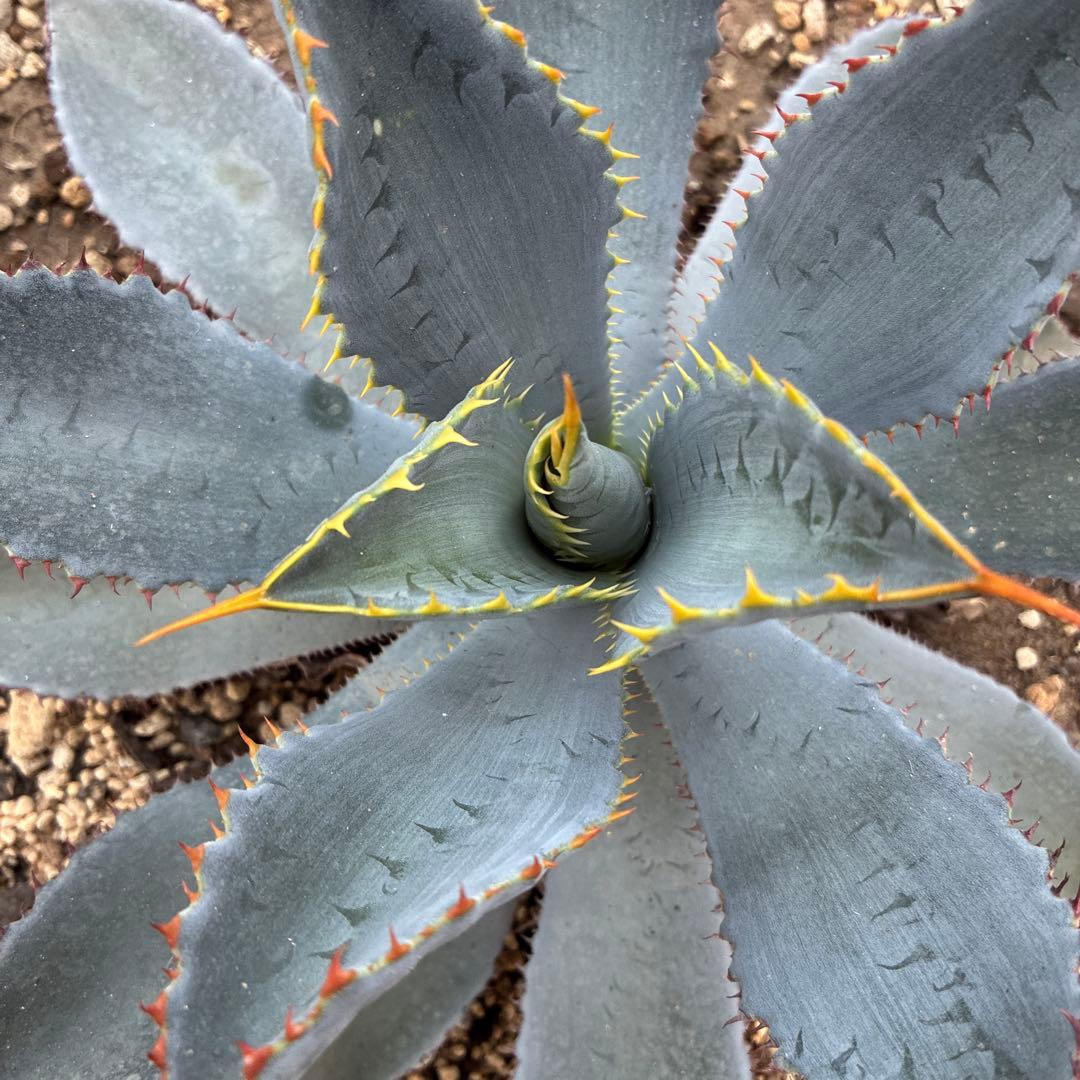 アガベ　グアダラハラナ　中株　美株