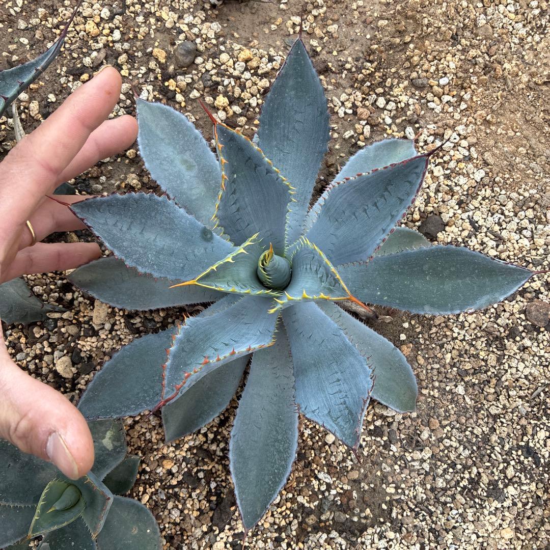 アガベ　グアダラハラナ　中株　美株