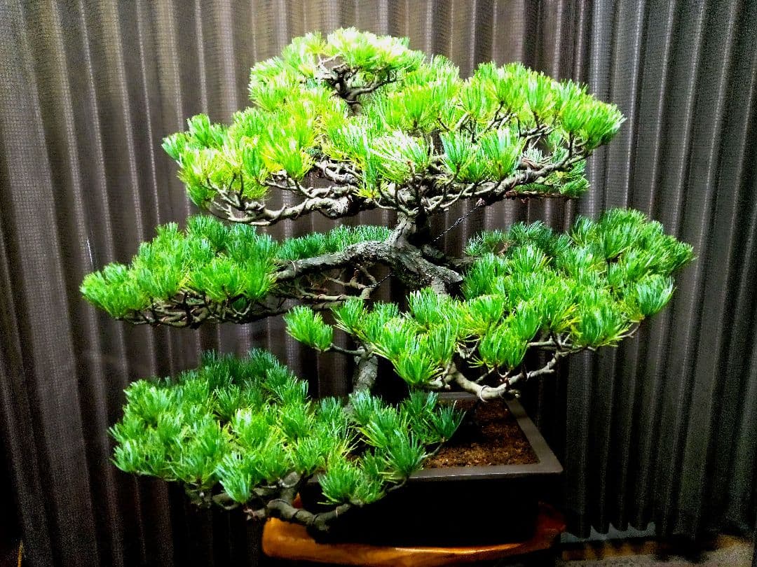 【大品 那須五葉松盆栽】 　　　ルパンヒデロウ様、専用