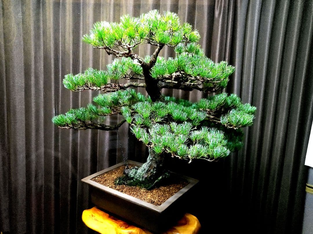 【大品 那須五葉松盆栽】 　　　ルパンヒデロウ様、専用