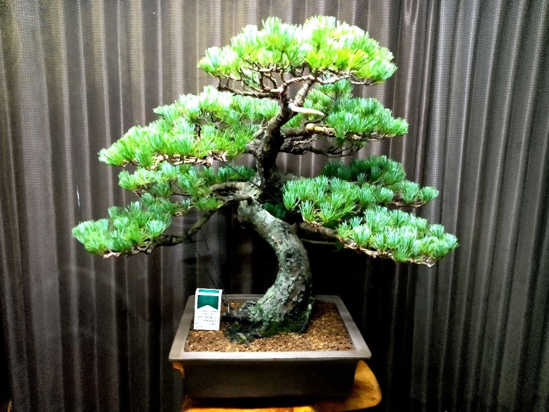 【大品 那須五葉松盆栽】 　　　ルパンヒデロウ様、専用