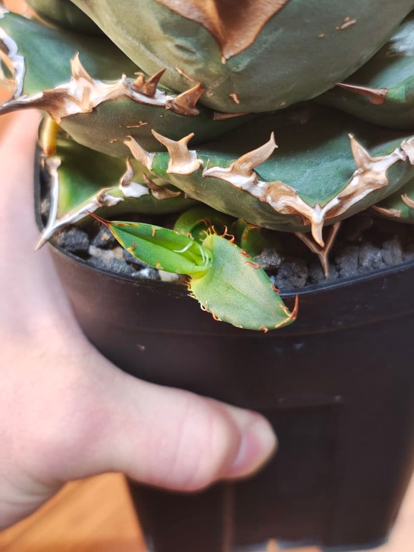 アガベ　子株のみ　プテラノドン　翼竜