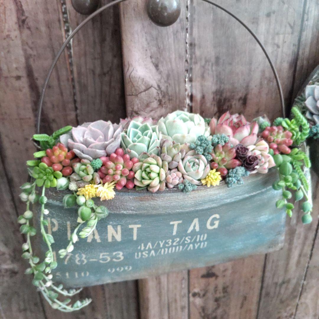 多肉植物 ♡そのまま飾れる寄せ植え♡リメ缶2点セット♬*°