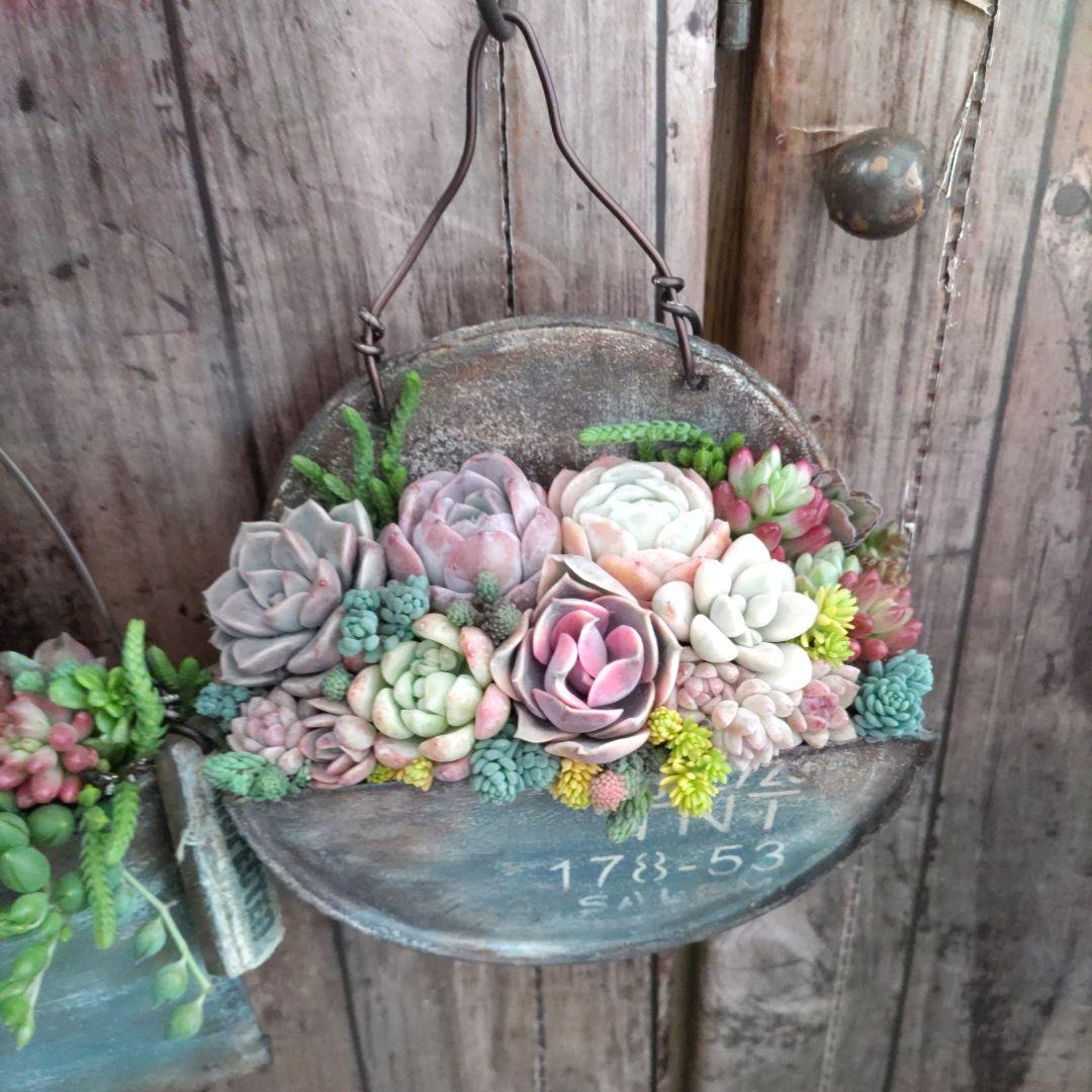 多肉植物 ♡そのまま飾れる寄せ植え♡リメ缶2点セット♬*°