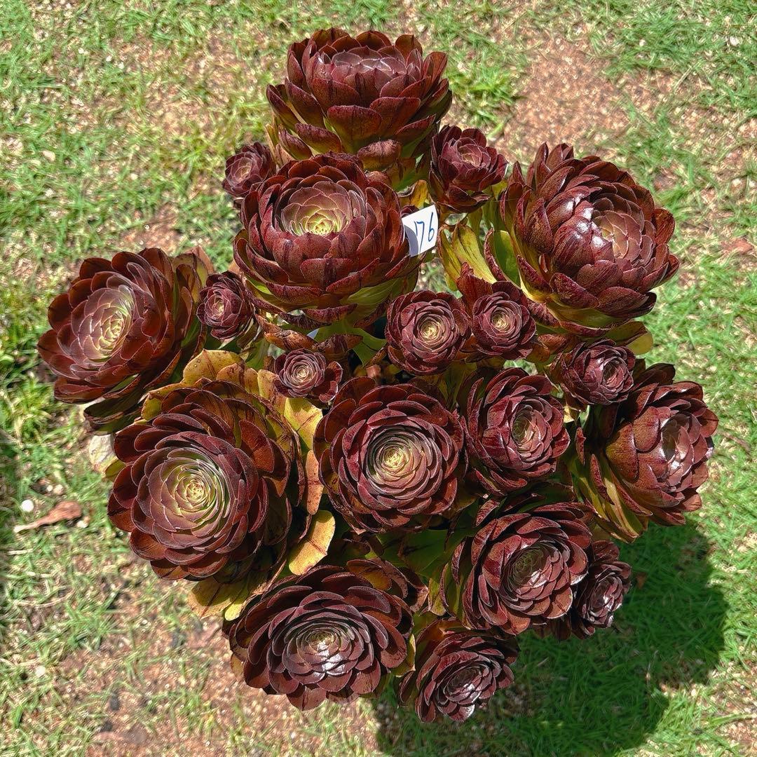 76#アエオニウム錦❤️ハロウィンブラック糸引き锦❤️12大頭10小頭36cm钵土付