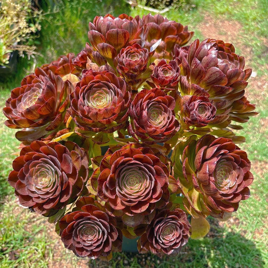 76#アエオニウム錦❤️ハロウィンブラック糸引き锦❤️12大頭10小頭36cm钵土付