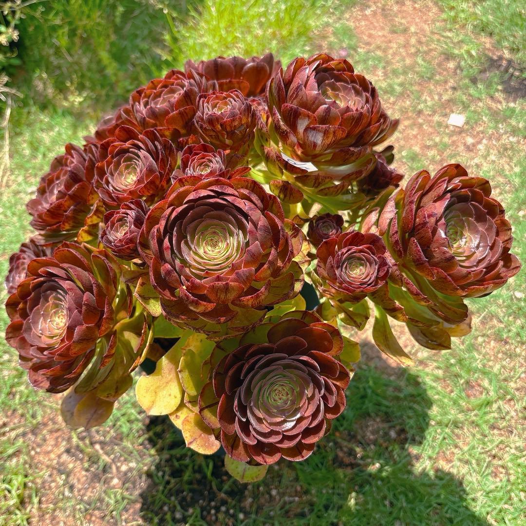 76#アエオニウム錦❤️ハロウィンブラック糸引き锦❤️12大頭10小頭36cm钵土付