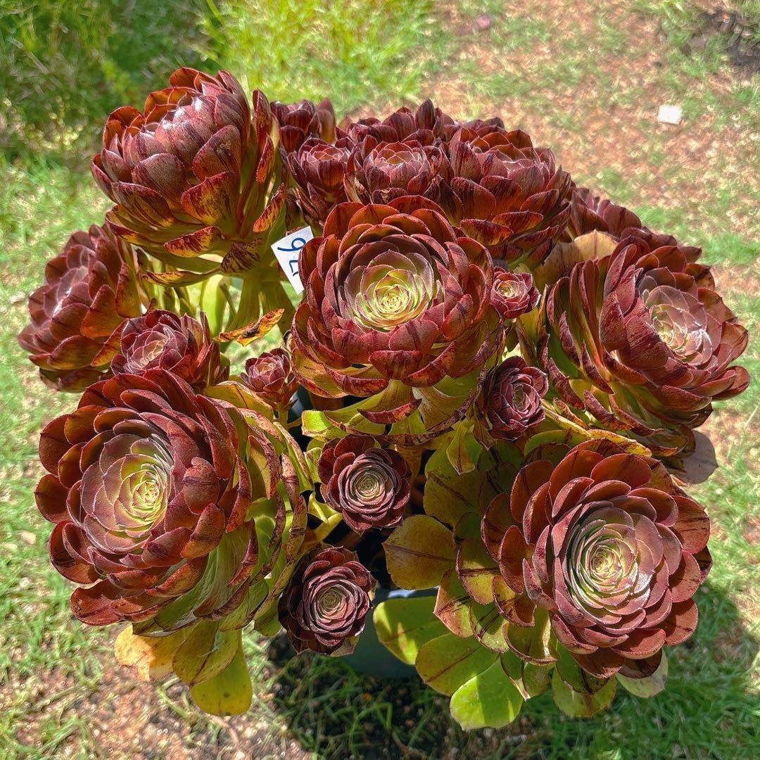 76#アエオニウム錦❤️ハロウィンブラック糸引き锦❤️12大頭10小頭36cm钵土付