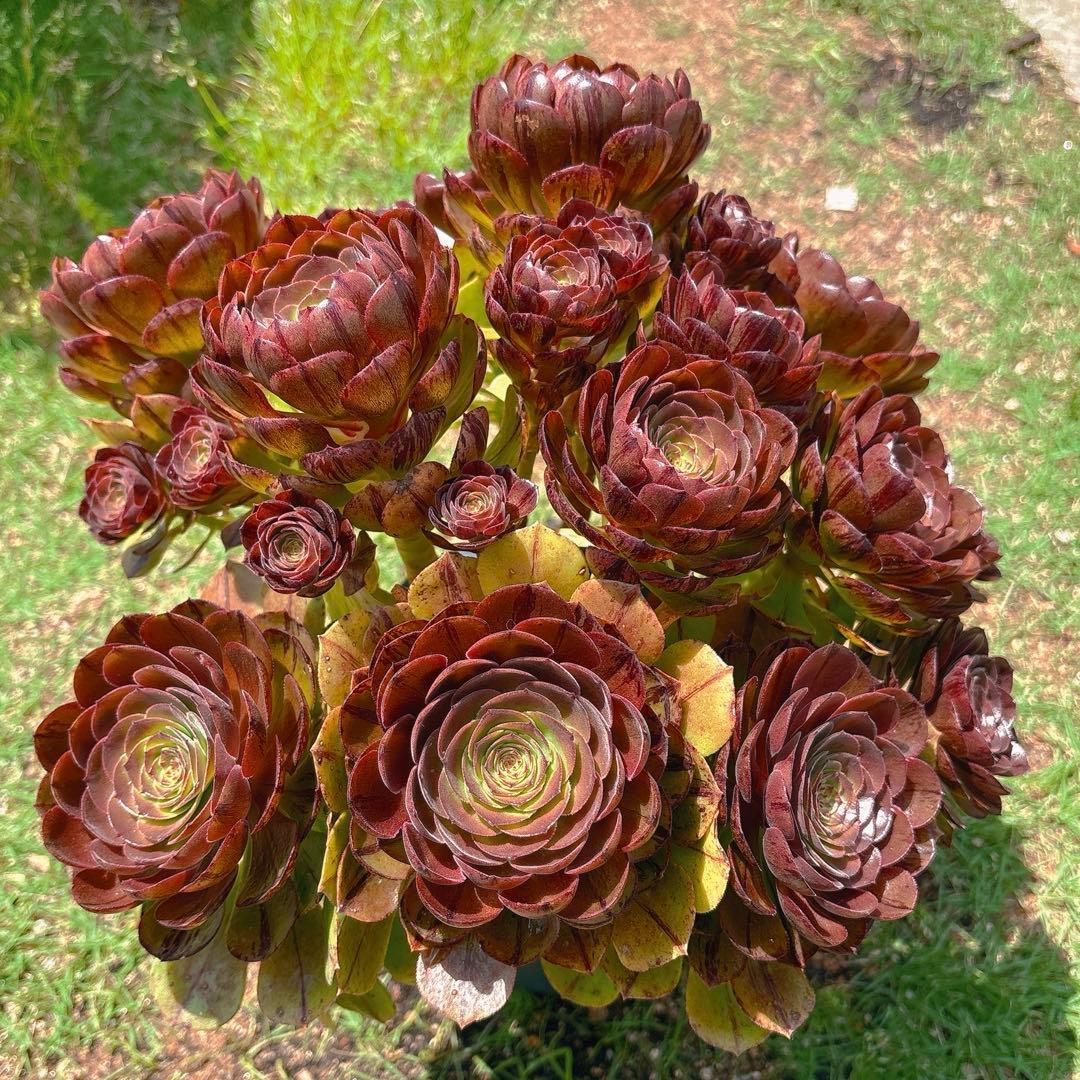 76#アエオニウム錦❤️ハロウィンブラック糸引き锦❤️12大頭10小頭36cm钵土付