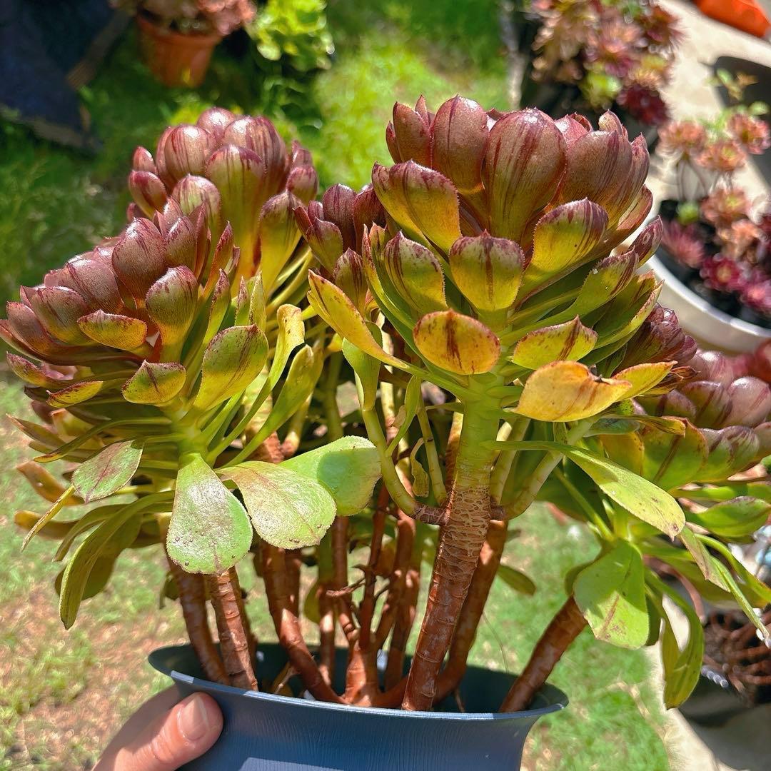 76#アエオニウム錦❤️ハロウィンブラック糸引き锦❤️12大頭10小頭36cm钵土付