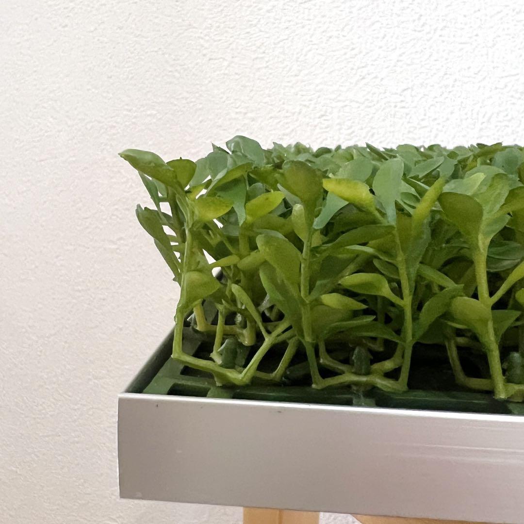 連接グリーン 300角 壁面緑化 ウォールグリーン 壁掛け フェイクグリーン