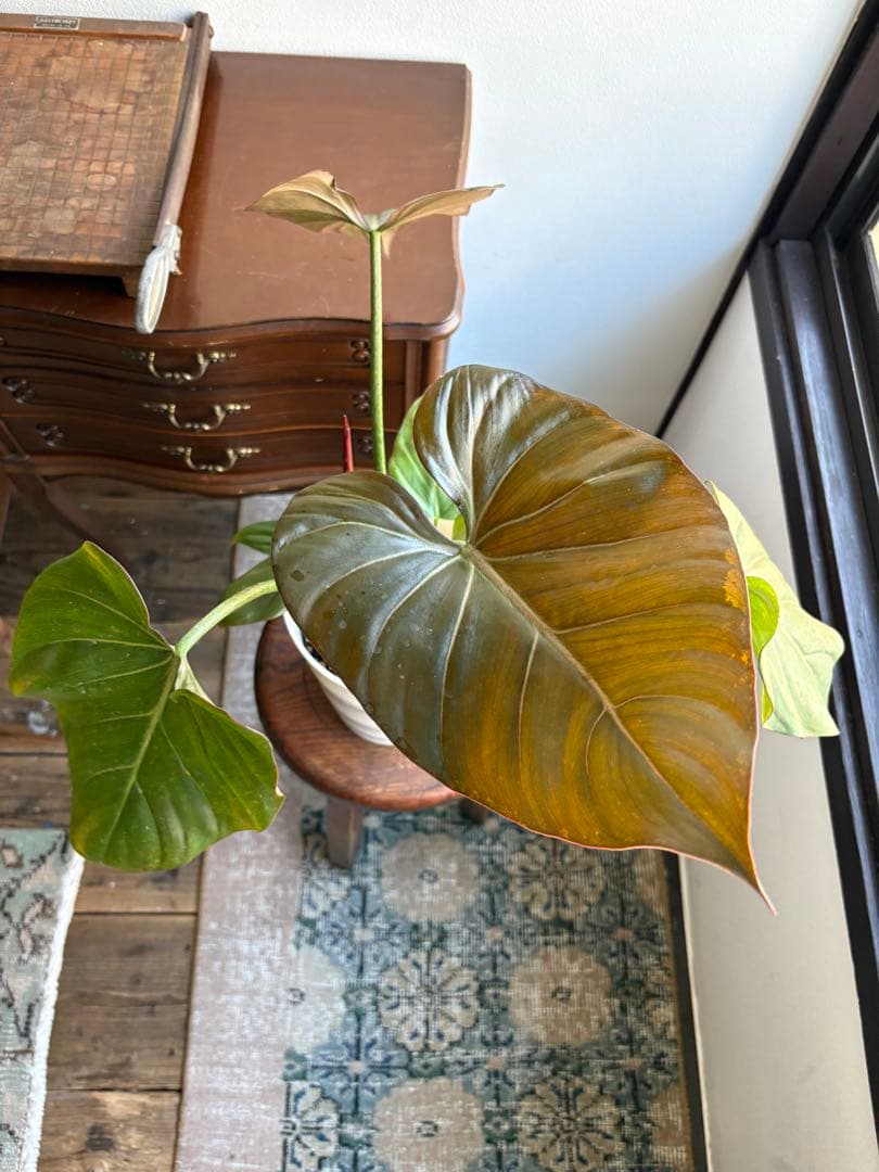 フィロデンドロン サマーグローリー 5号鉢