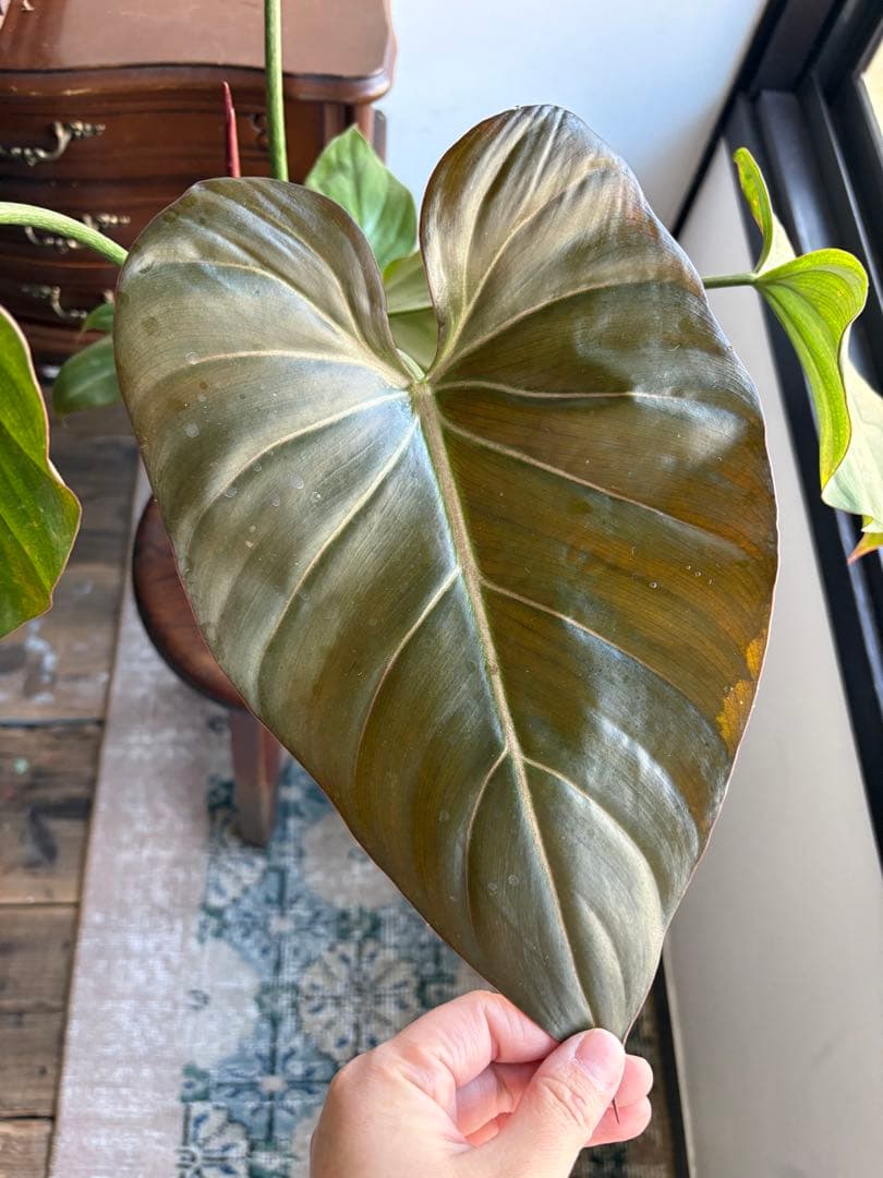 フィロデンドロン サマーグローリー 5号鉢