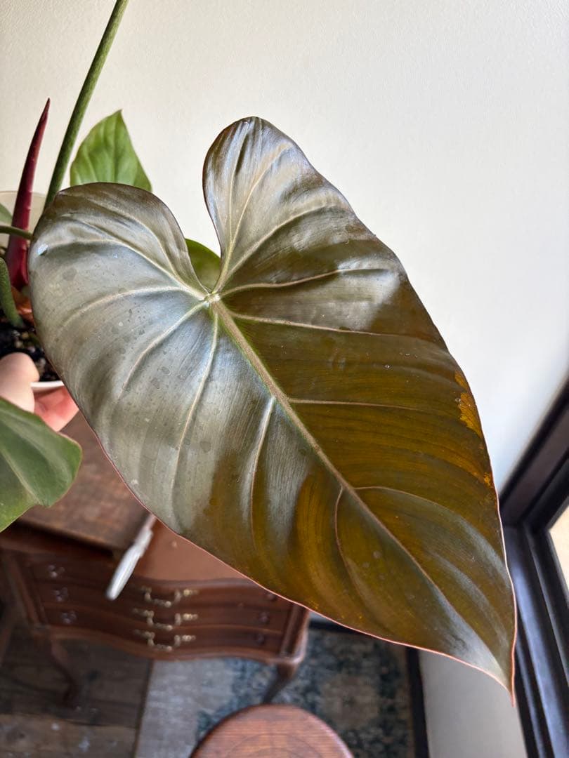 フィロデンドロン サマーグローリー 5号鉢