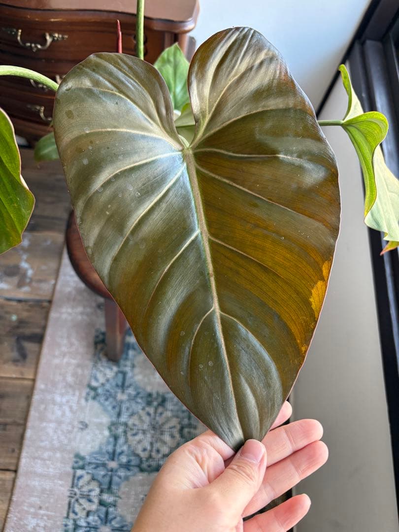 フィロデンドロン サマーグローリー 5号鉢