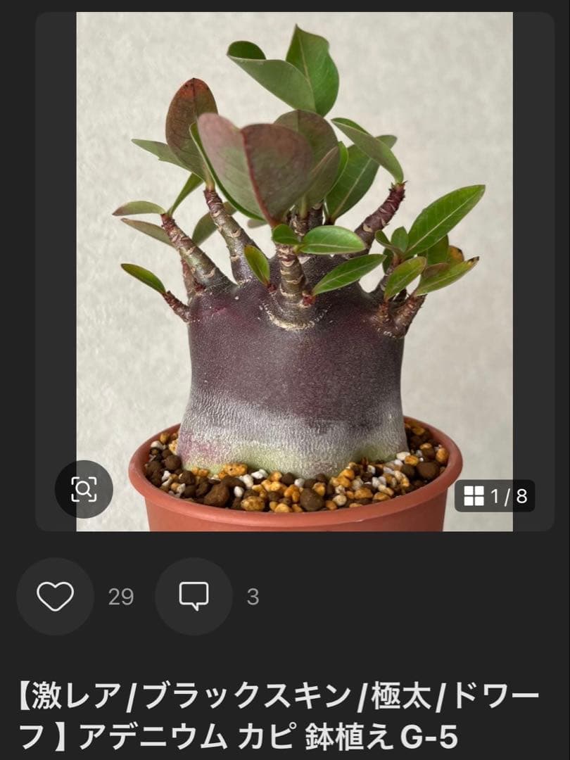 【獅子葉/アデニウム】ドーセットホーン アデニウム 鉢植えA-7