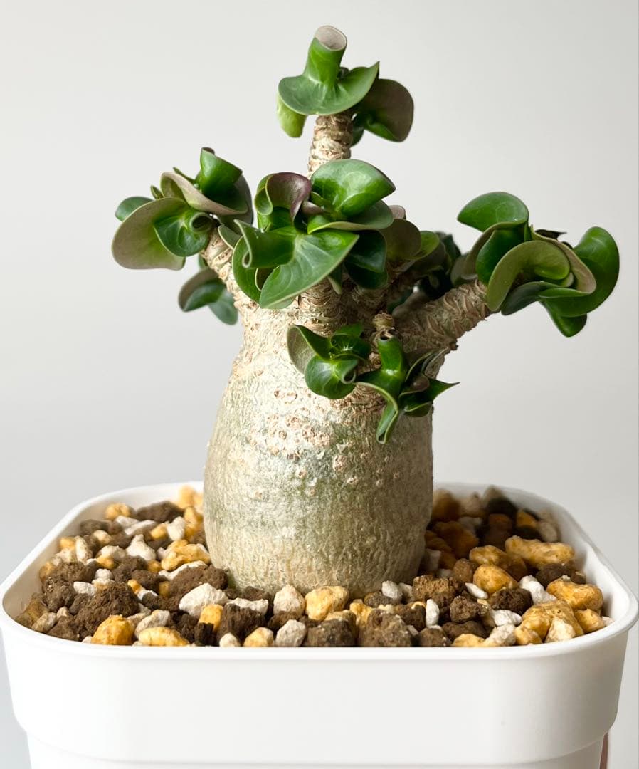 【獅子葉/アデニウム】ドーセットホーン アデニウム 鉢植えA-7