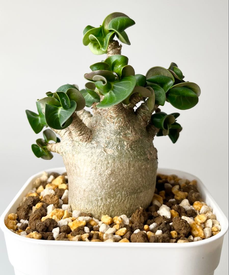 【獅子葉/アデニウム】ドーセットホーン アデニウム 鉢植えA-7