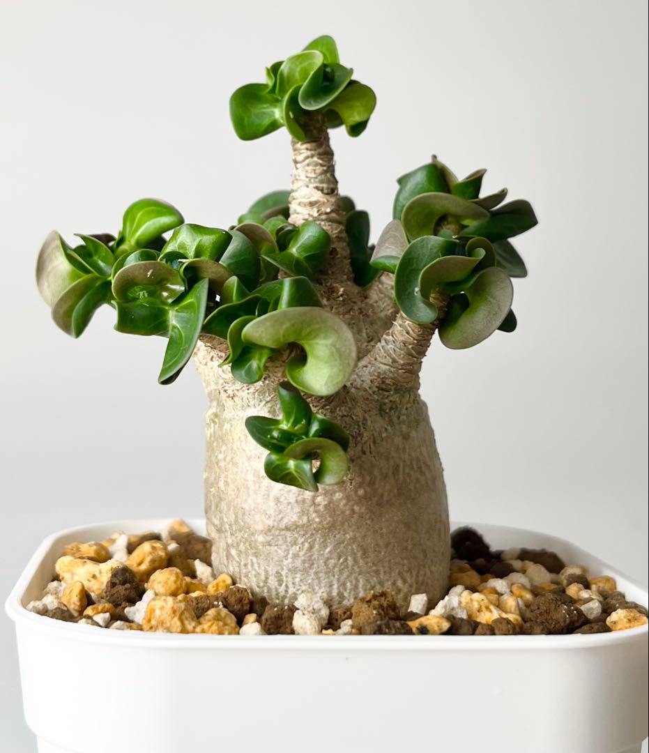 【獅子葉/アデニウム】ドーセットホーン アデニウム 鉢植えA-7