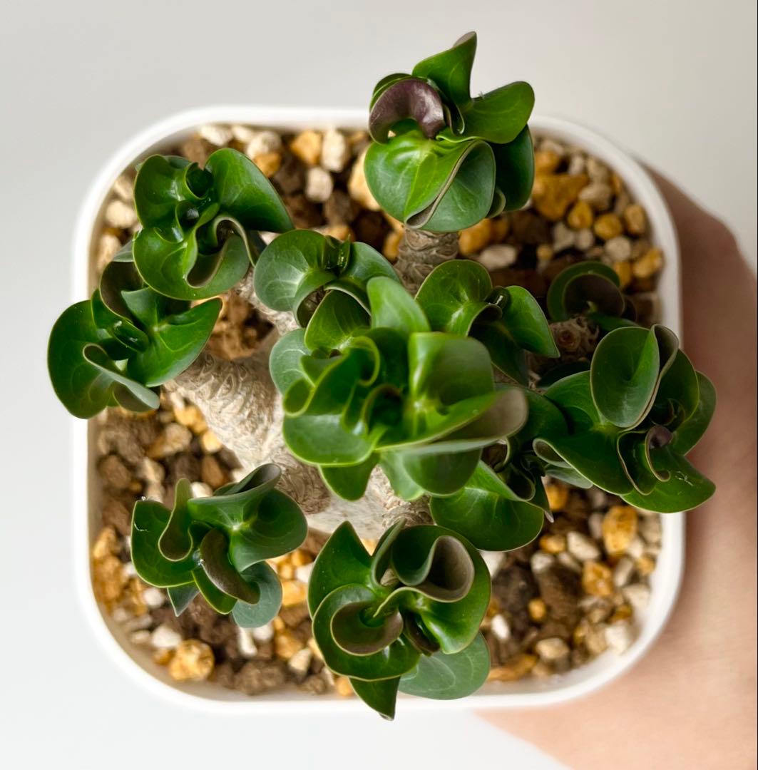 【獅子葉/アデニウム】ドーセットホーン アデニウム 鉢植えA-7