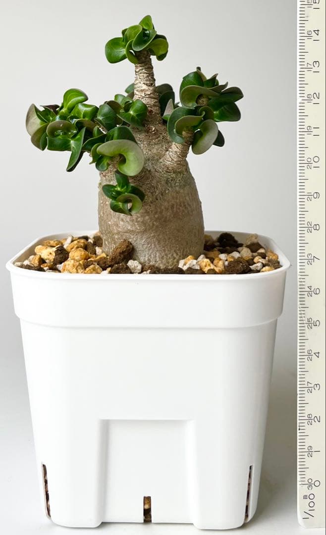 【獅子葉/アデニウム】ドーセットホーン アデニウム 鉢植えA-7