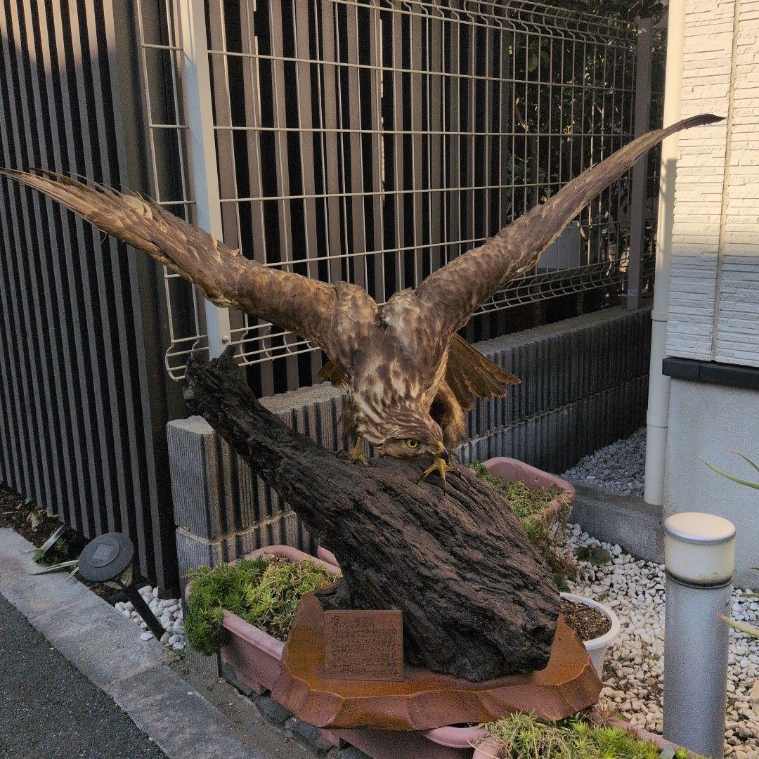 鷹の剝製