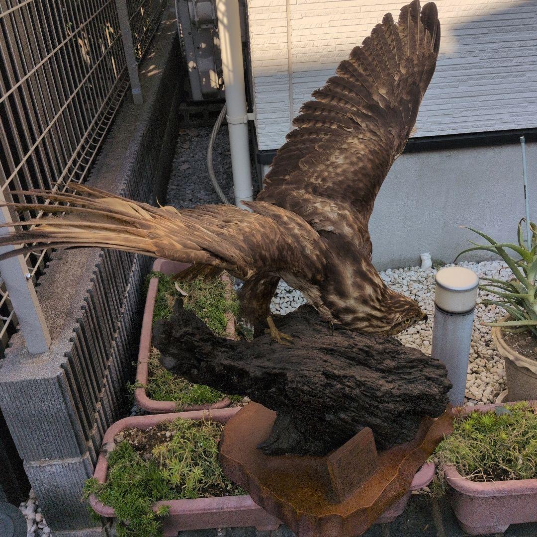鷹の剝製