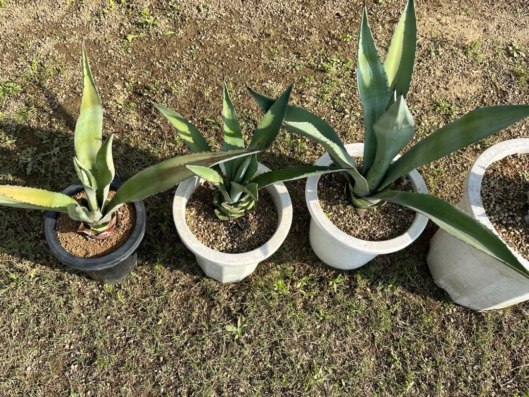 中株 4株セット アガベ アメリカーナ アオノリュウゼツラン 青の竜舌蘭