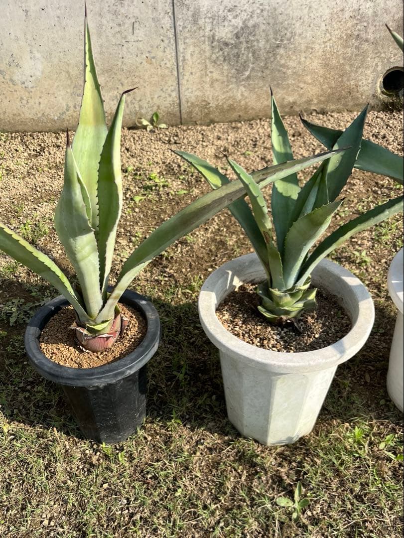 中株 4株セット アガベ アメリカーナ アオノリュウゼツラン 青の竜舌蘭