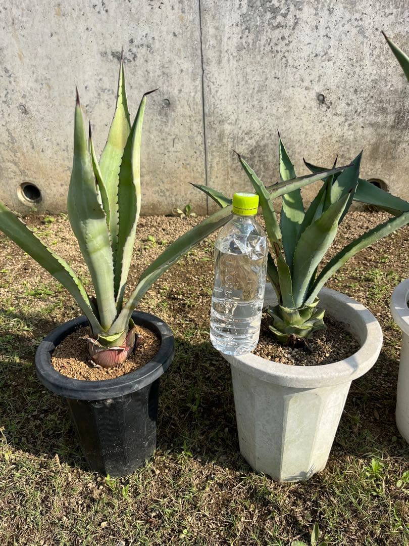 中株 4株セット アガベ アメリカーナ アオノリュウゼツラン 青の竜舌蘭