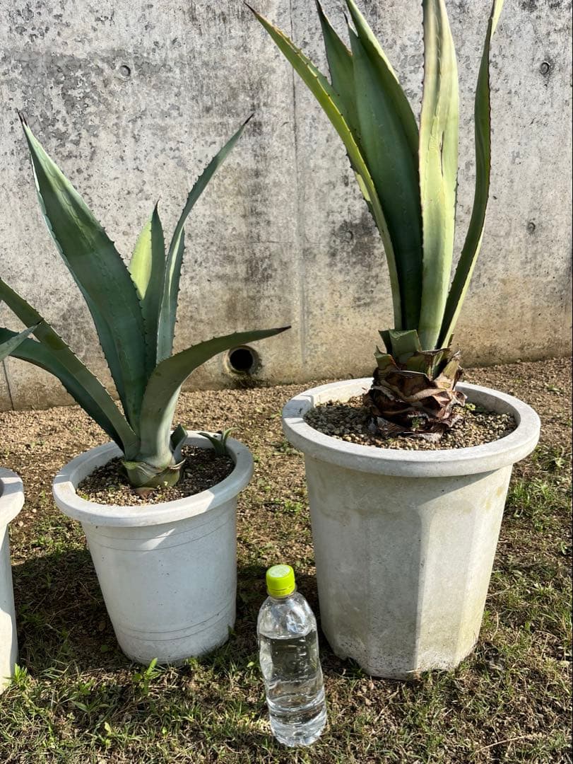 中株 4株セット アガベ アメリカーナ アオノリュウゼツラン 青の竜舌蘭