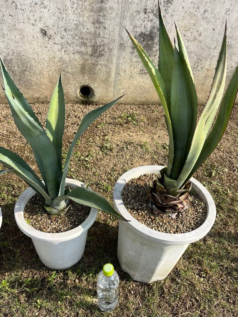 中株 4株セット アガベ アメリカーナ アオノリュウゼツラン 青の竜舌蘭