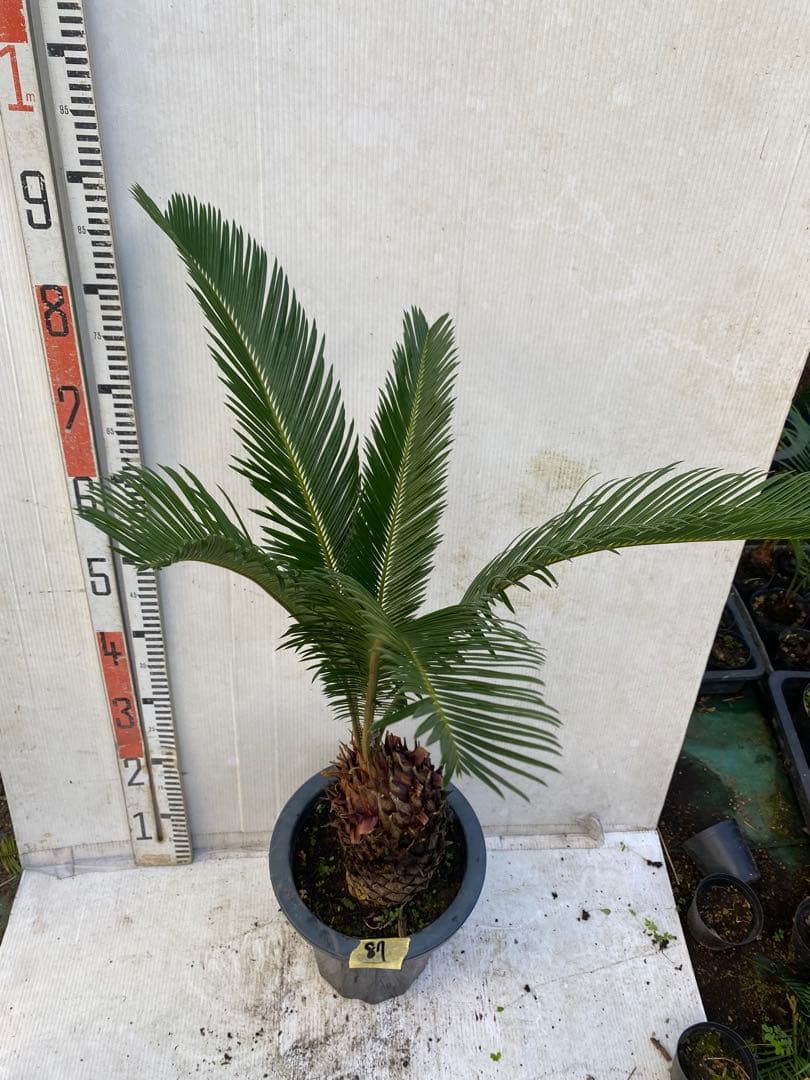 ソテツ　蘇鉄　8号鉢 87