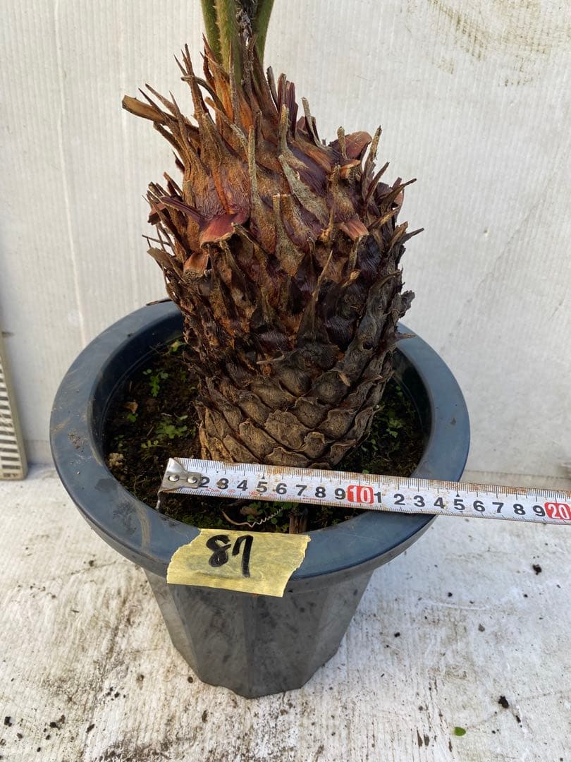 ソテツ　蘇鉄　8号鉢 87