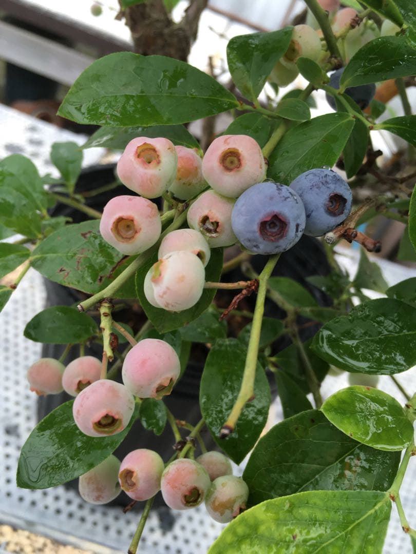 ブルーベリー苗木 2株 セット