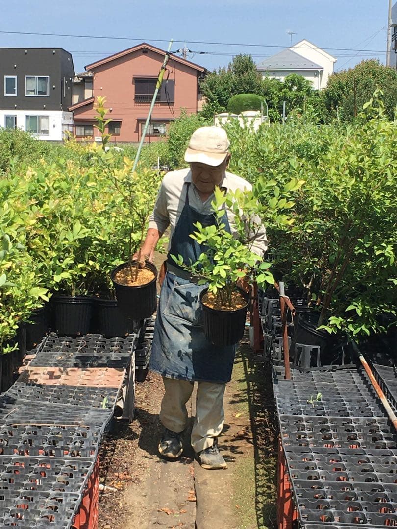 ブルーベリー苗木 2株 セット