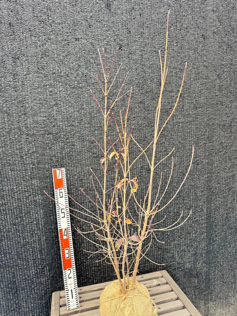 ヤマボウシ　株立ち　【品番3493】