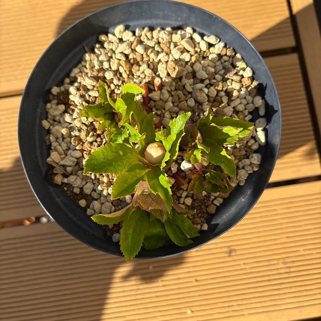 お*め様 クリスマスローズ　花芽あり