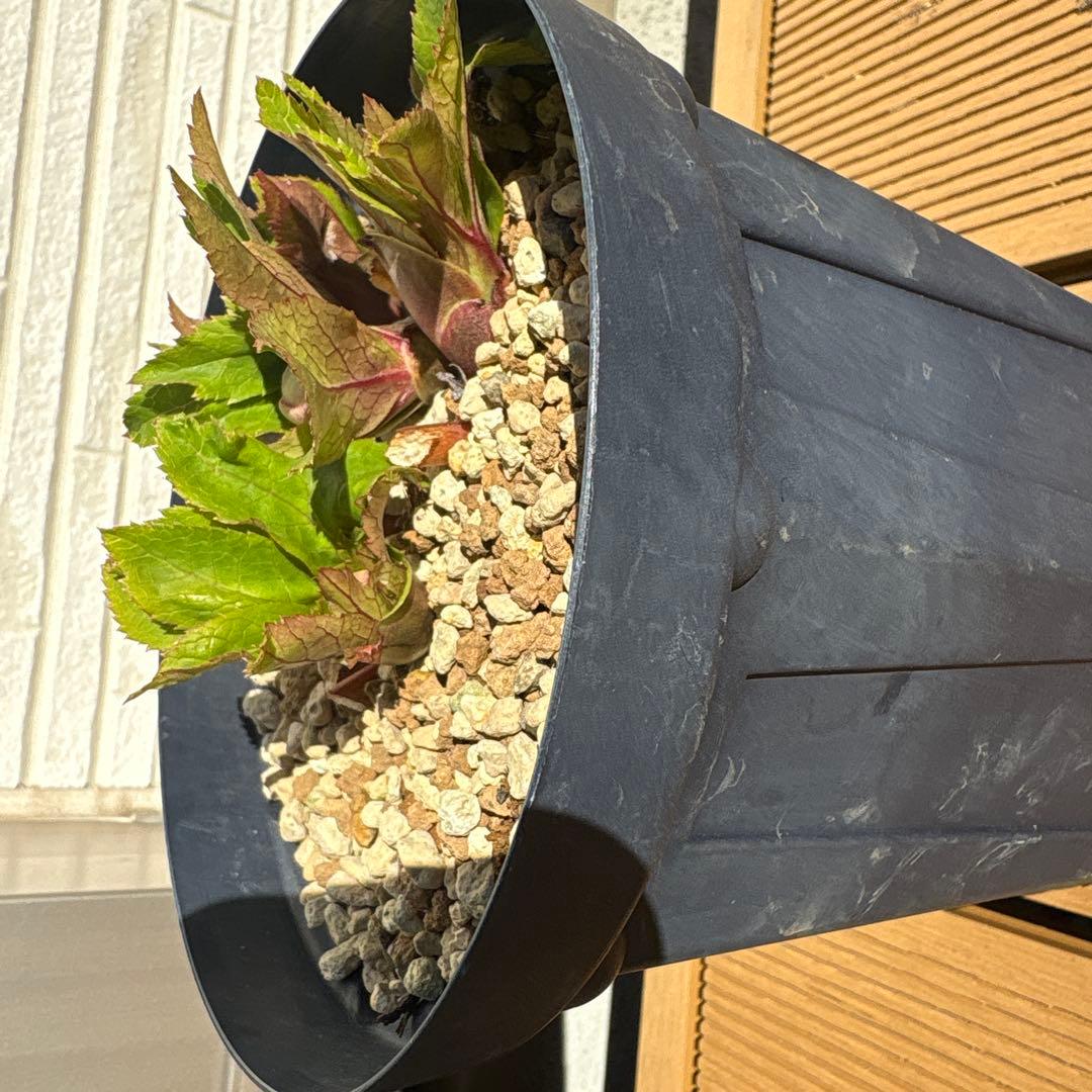 お*め様 クリスマスローズ　花芽あり