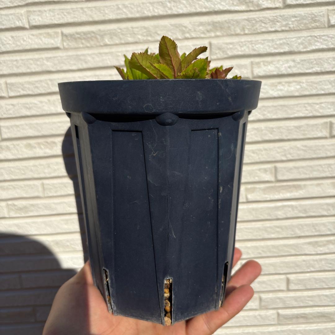 お*め様 クリスマスローズ　花芽あり