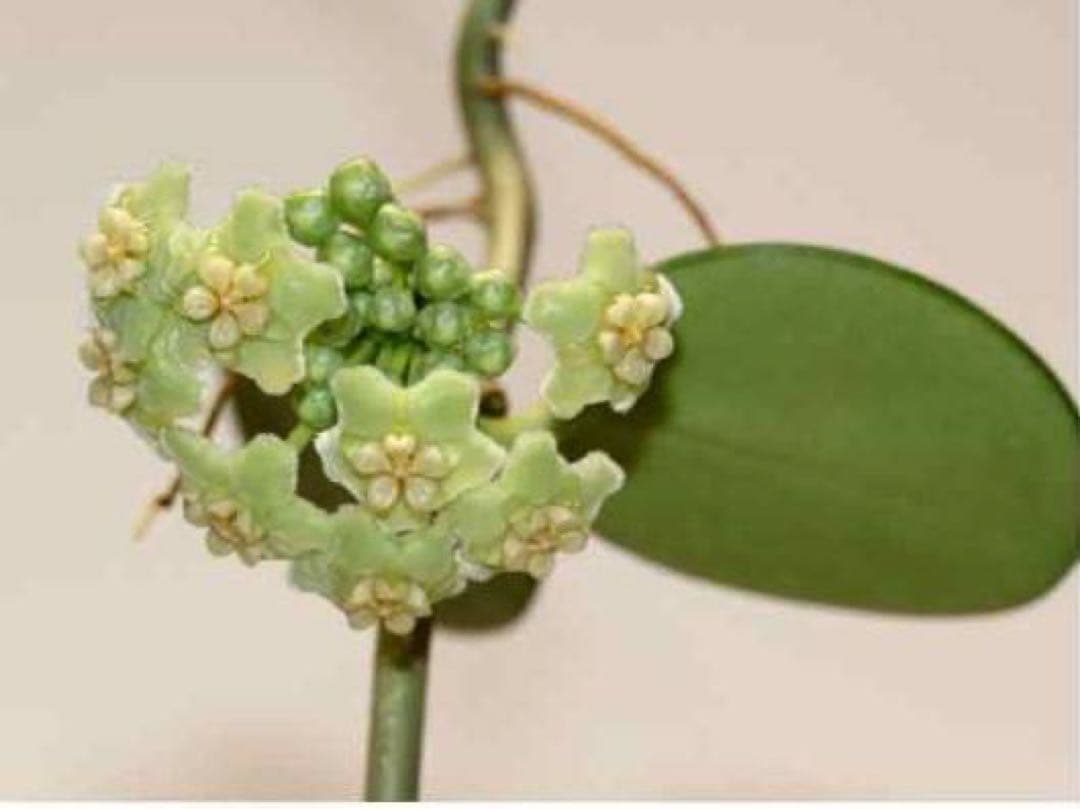 新着　レア　原種　ホヤ　sp AH-014 サクララン　鉢花　吊鉢