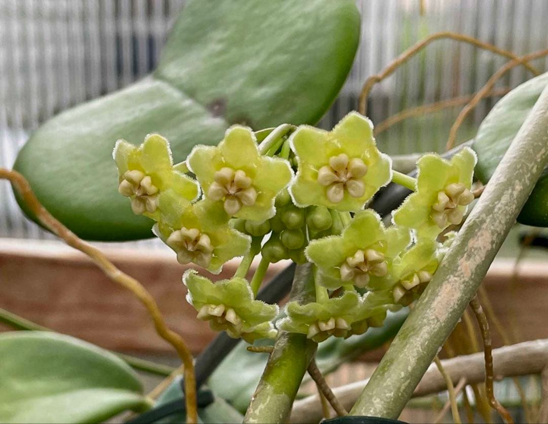 新着　レア　原種　ホヤ　sp AH-014 サクララン　鉢花　吊鉢