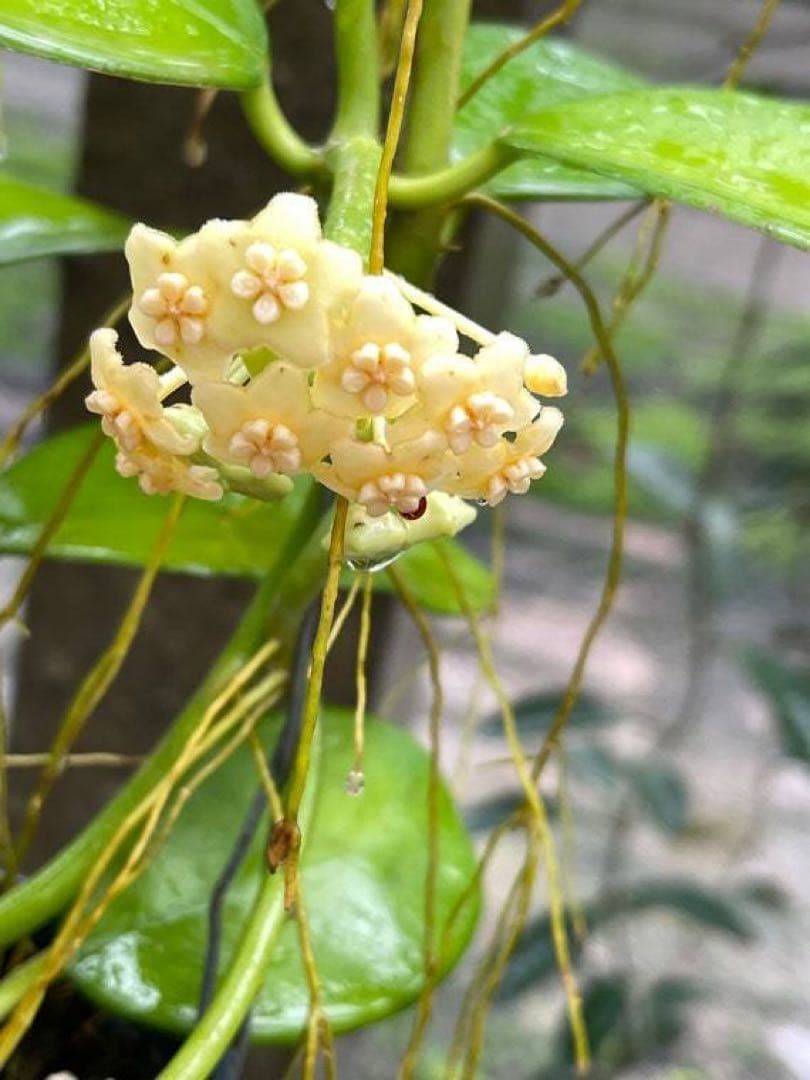 新着　レア　原種　ホヤ　sp AH-014 サクララン　鉢花　吊鉢