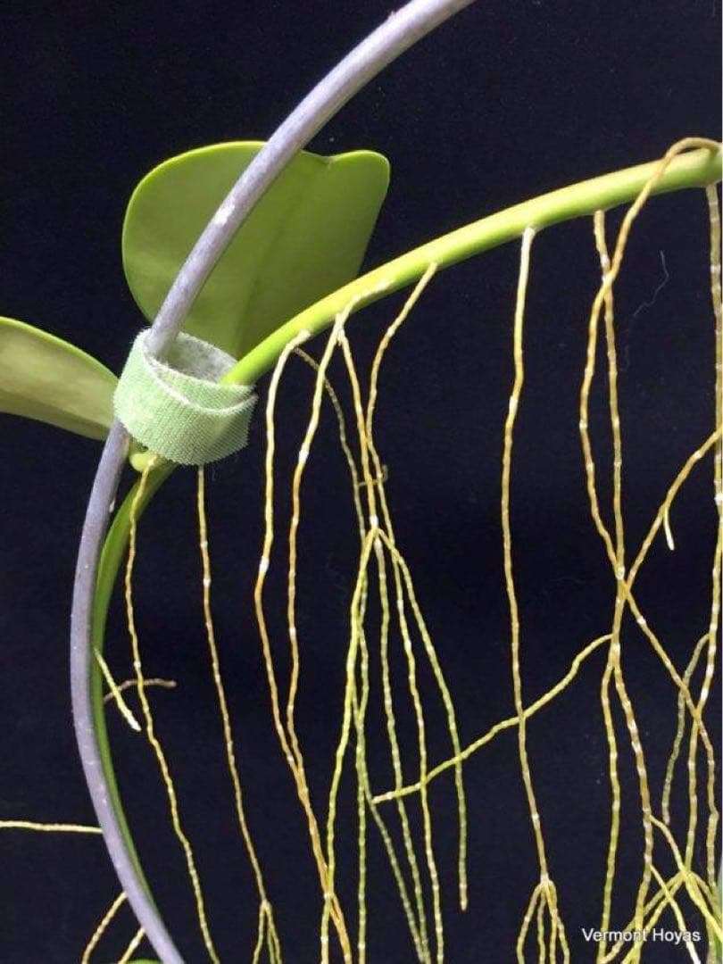 新着　レア　原種　ホヤ　sp AH-014 サクララン　鉢花　吊鉢