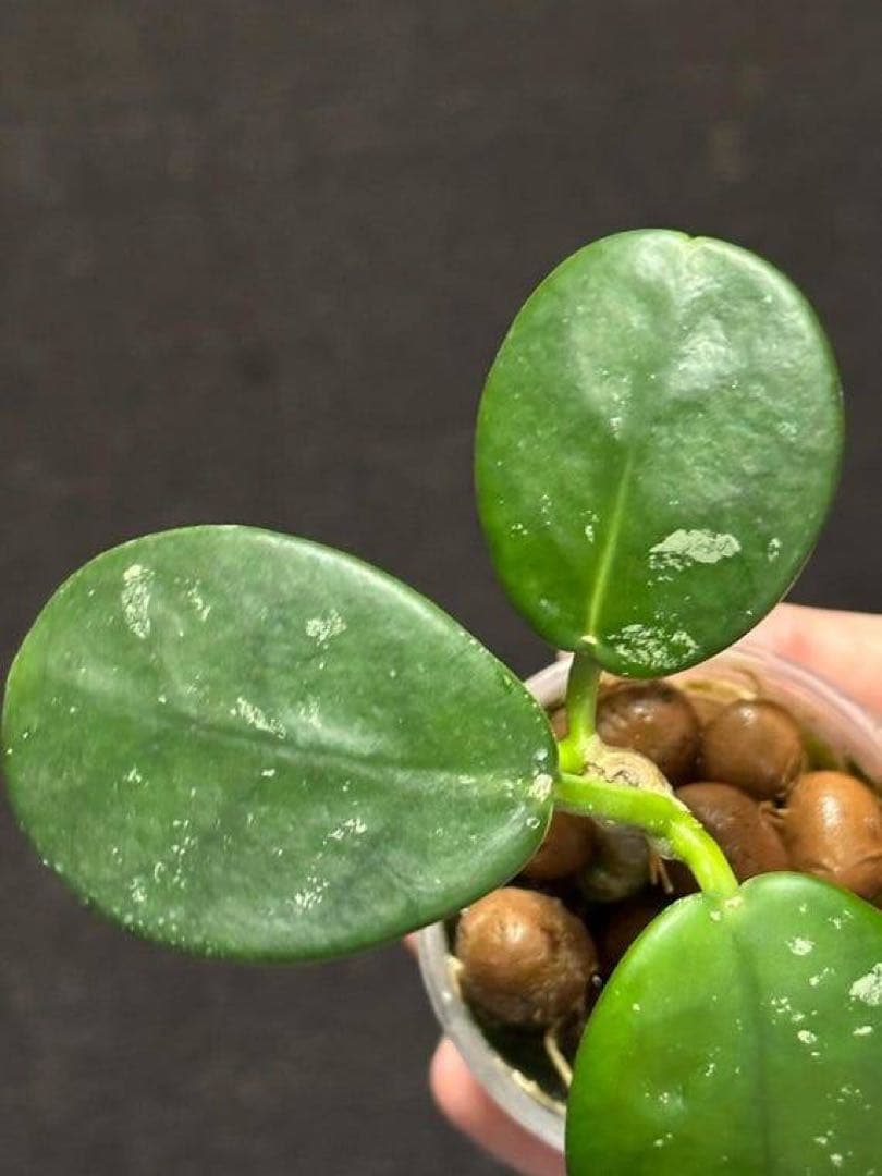 新着　レア　原種　ホヤ　sp AH-014 サクララン　鉢花　吊鉢