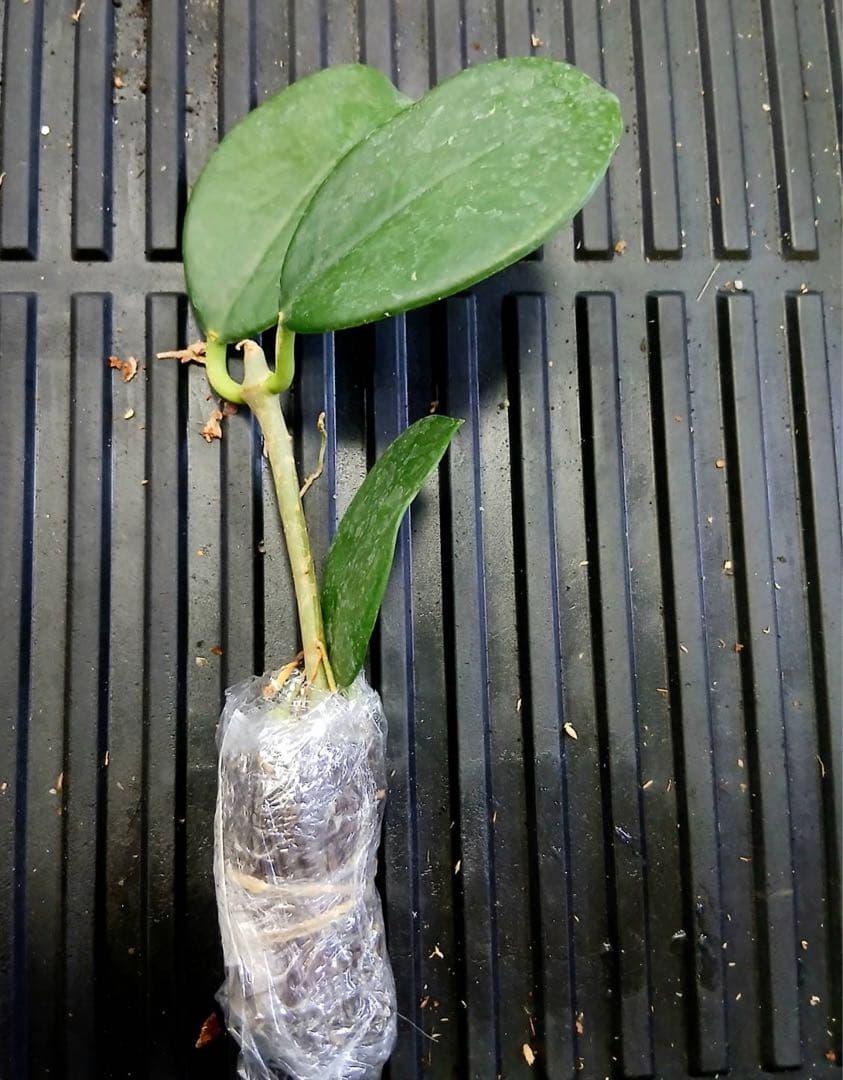 新着　レア　原種　ホヤ　sp AH-014 サクララン　鉢花　吊鉢