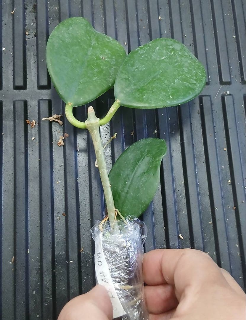 新着　レア　原種　ホヤ　sp AH-014 サクララン　鉢花　吊鉢