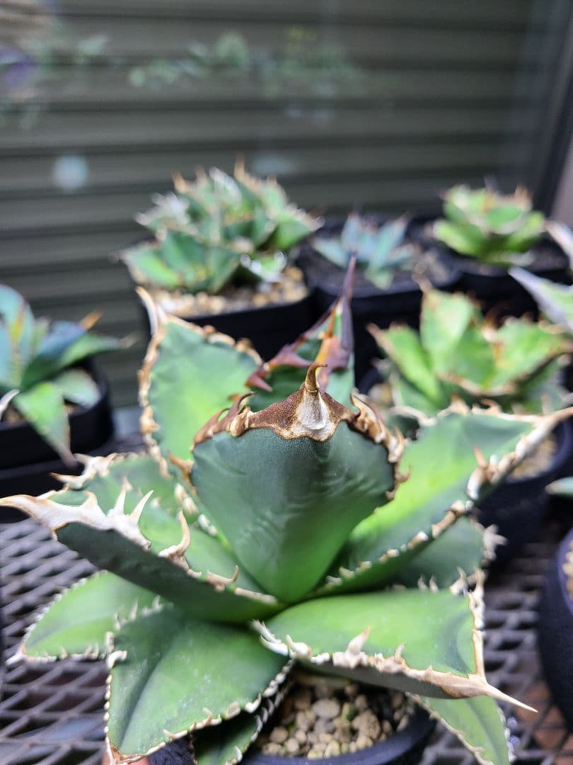 Agave titanota Godzilla　アガベ　チタノタ　ゴジラ