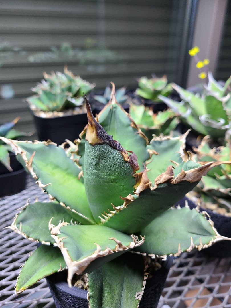 Agave titanota Godzilla　アガベ　チタノタ　ゴジラ